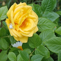 Rosen Roses